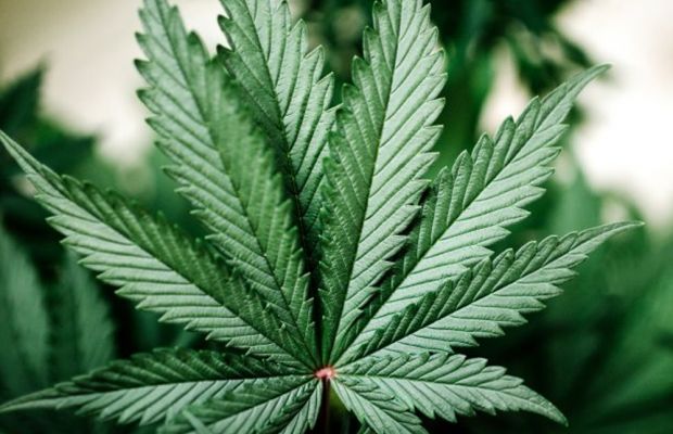 Suchtprävention im "GrasParcours"