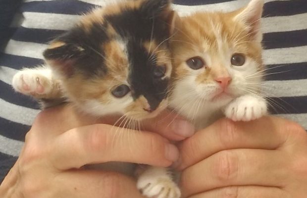 Zwei Katzenbabys im Schulgarten