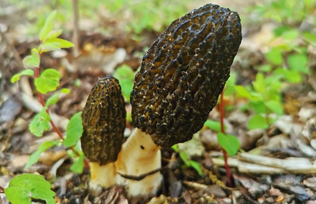 Seltene Besucher am EMG