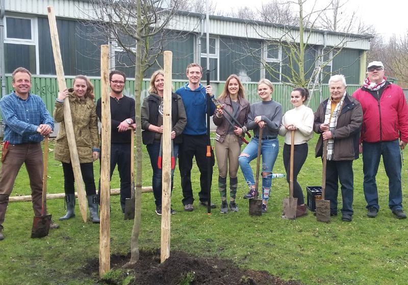 Drei Bäume für die Obstwiese