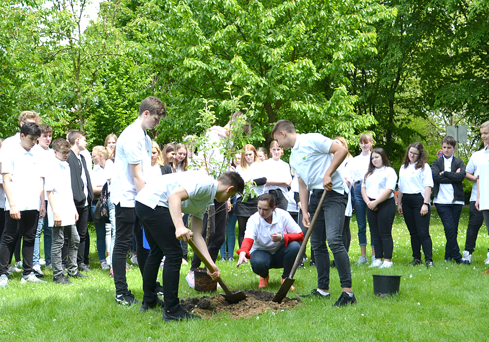 Ein Freundschaftsbaum am Ende der Austauschwoche