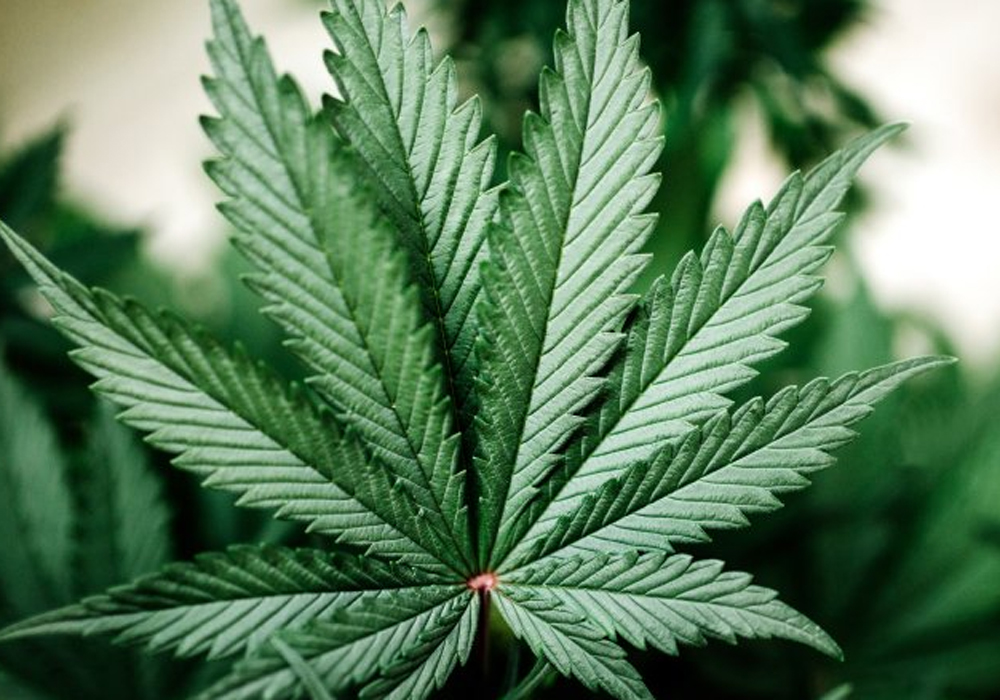 Suchtprävention im "GrasParcours"