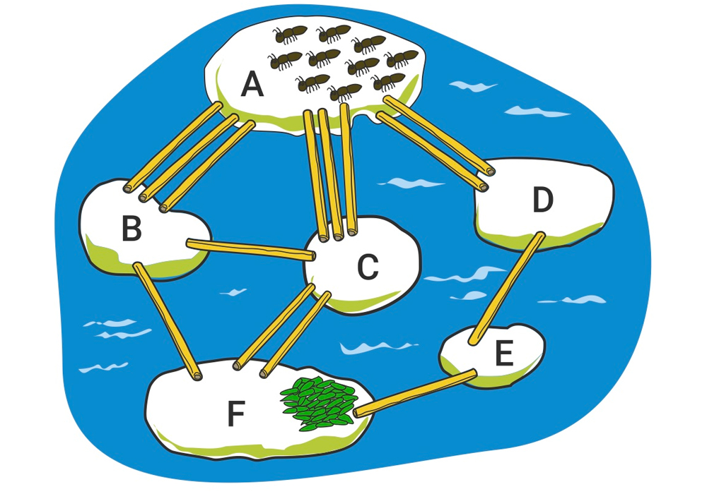 Biber-Wettbewerb: Drei erste Plätze am EMG