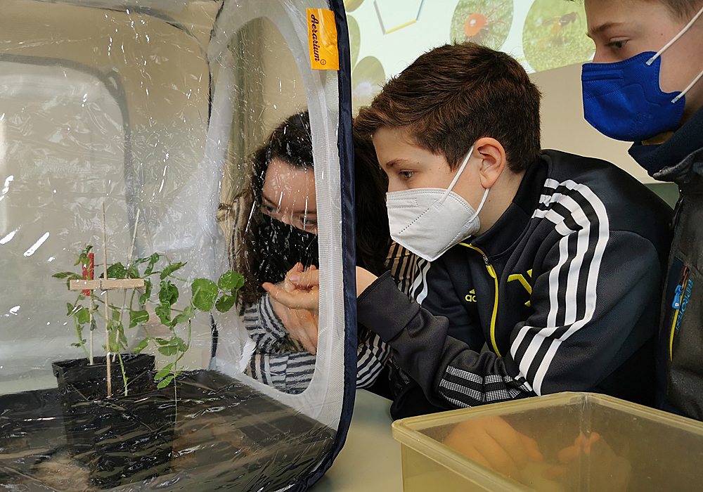 Die Blattläuse sind los