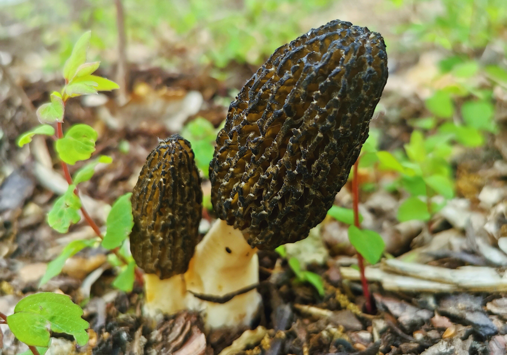 Seltene Besucher am EMG